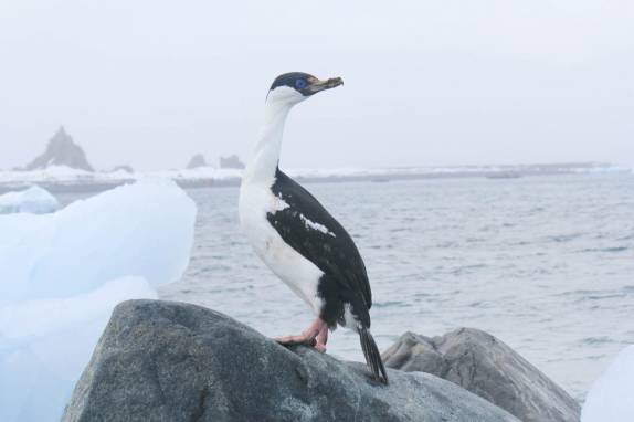 Um Imperial Shag em Turret Point, em King George Island, na Antártida